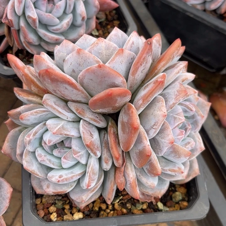 【闪购商品】G***猫66666