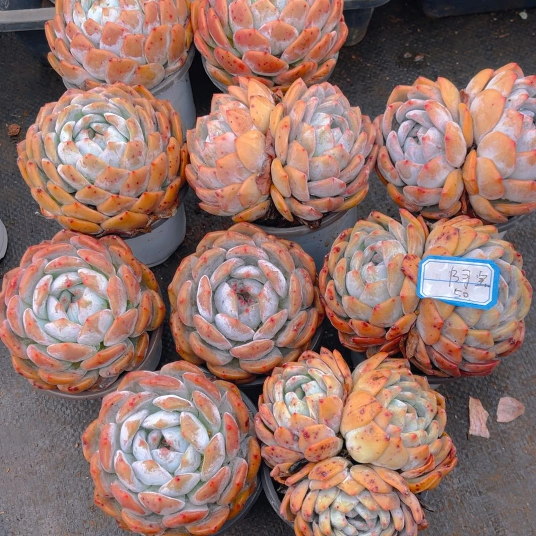 【闪购商品】阿****～6666