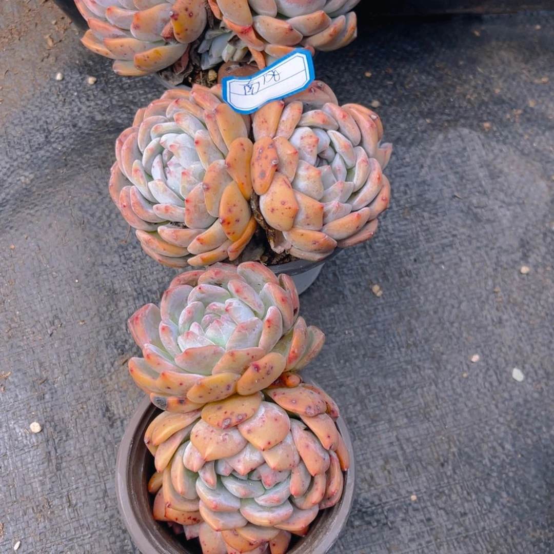 【闪购商品】?***境66666