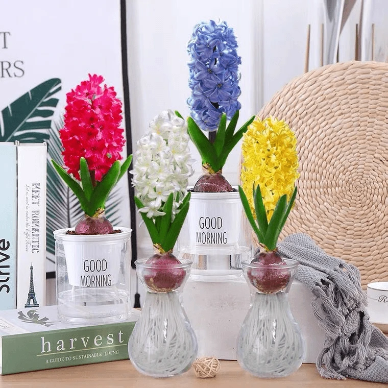 风信子种球水培套装室内客厅四季水养植物观赏花卉美观环境好样活