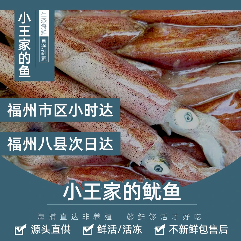 【鲜活】小王家的鱿鱼 连江鱿鱼