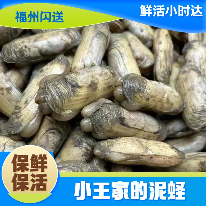 【鲜活】小王家的黄蛏  壳薄肉厚 肉质鲜嫩清甜 连江活蛏 泥蛏 海蛏子 福州同城送