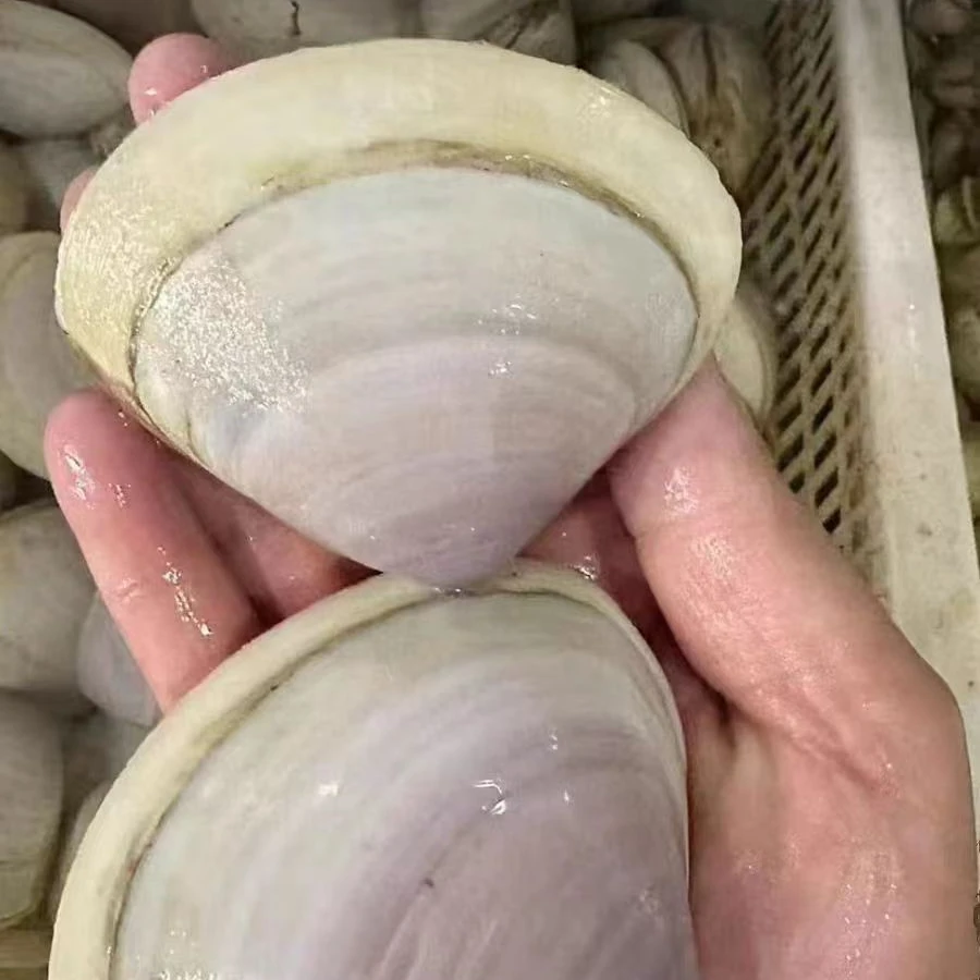 漳港海蚌鲜活贵妃蚌  200-250g