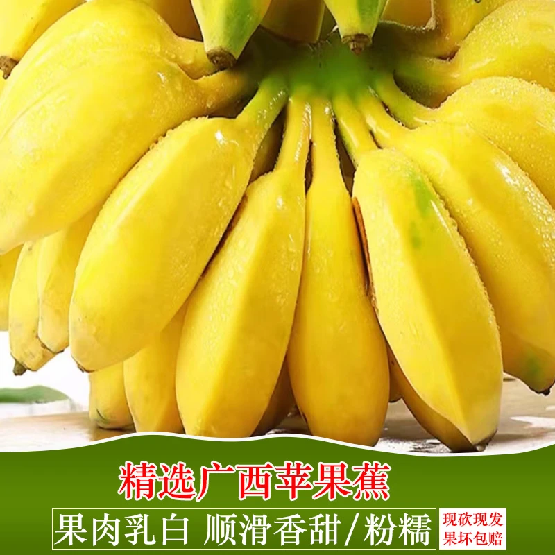 正宗天然大苹果蕉l香甜软糯食用绿色饱满广西苹果蕉现砍现发包邮