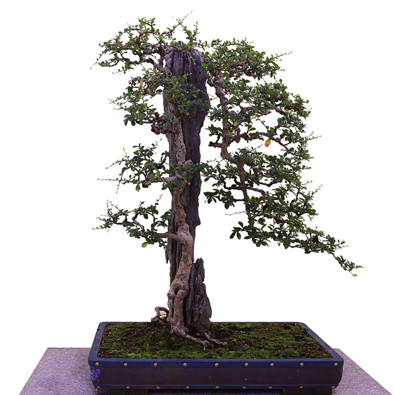 松柏造型盆景 规格品种齐全 一物一拍