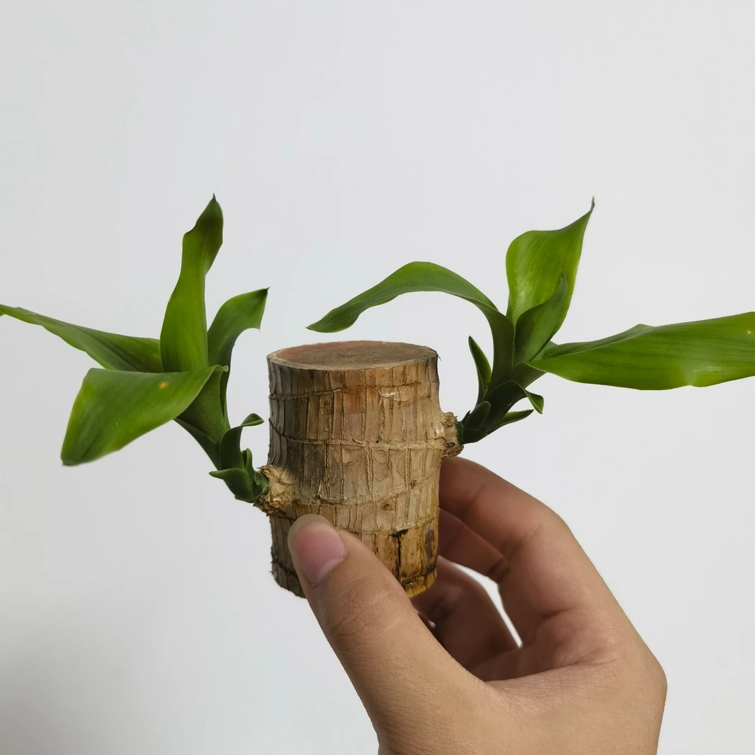 【带芽带叶】巴西木水培植物幸运木可开花发芽正品懒人桌面绿植好养