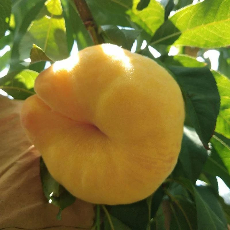 新鲜精选蟠桃3/4.5斤产地直发当季水果果园现摘软糯多汁