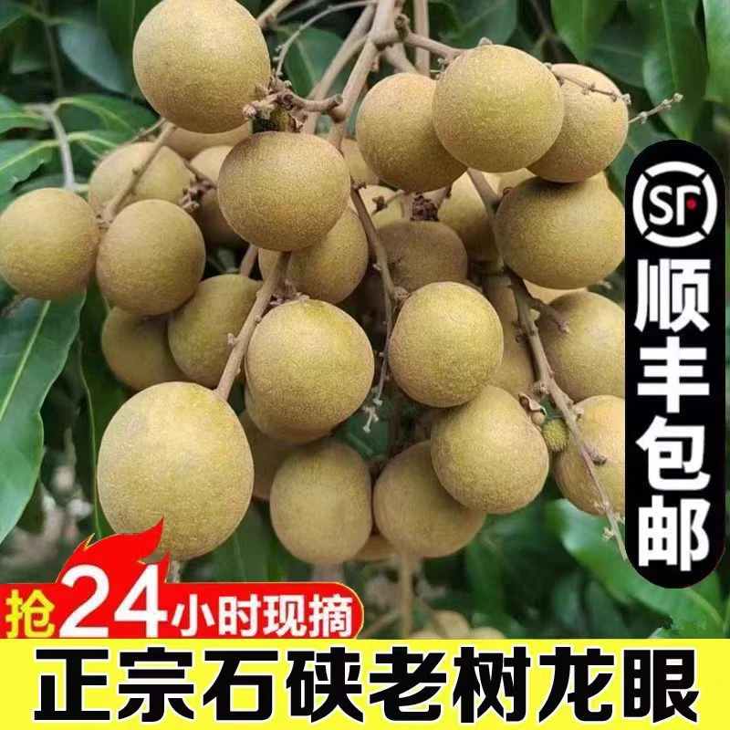 【39.8抢5斤】广东茂名石峡龙眼 新鲜水果当季现摘现发超甜顺丰包邮