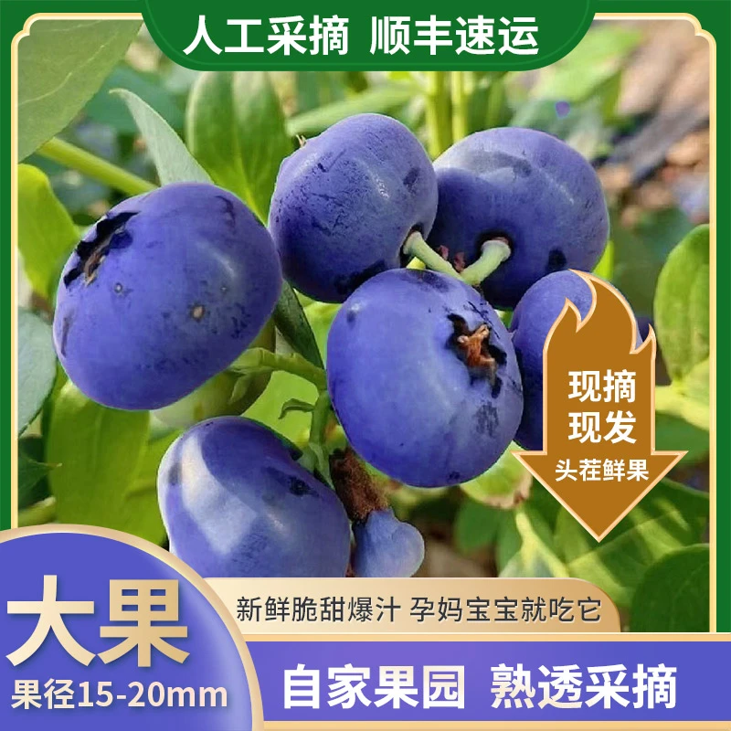 【头茬蓝莓纯甜】山东日照新鲜头茬蓝莓自家果园现采现摘现发