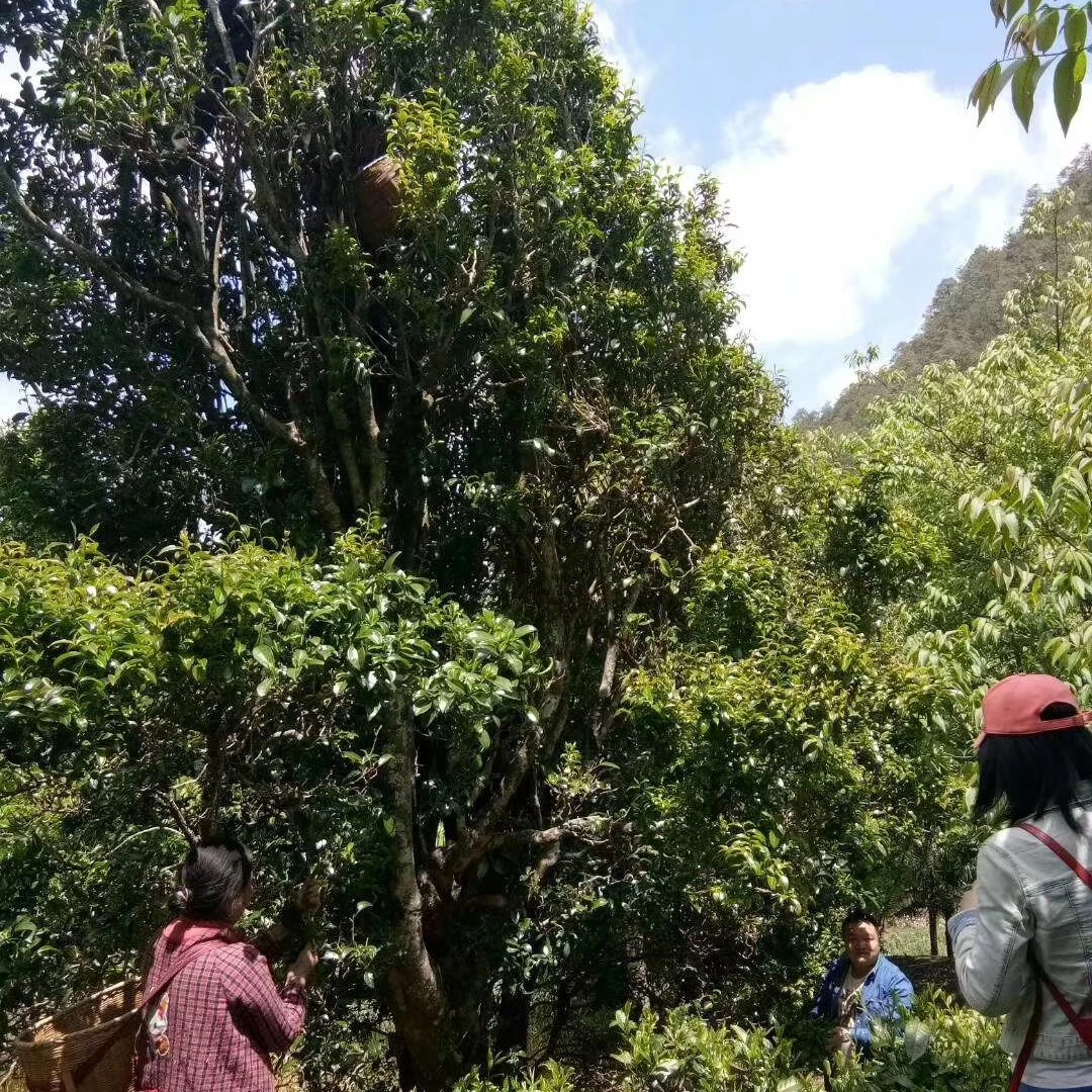 滇红古树烘青绿茶