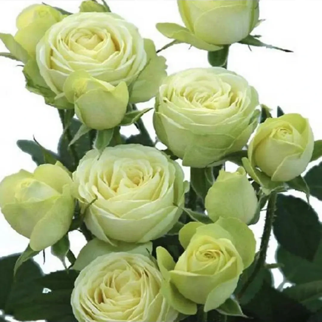 奶油龙沙宝石  勤花棒棒糖月季