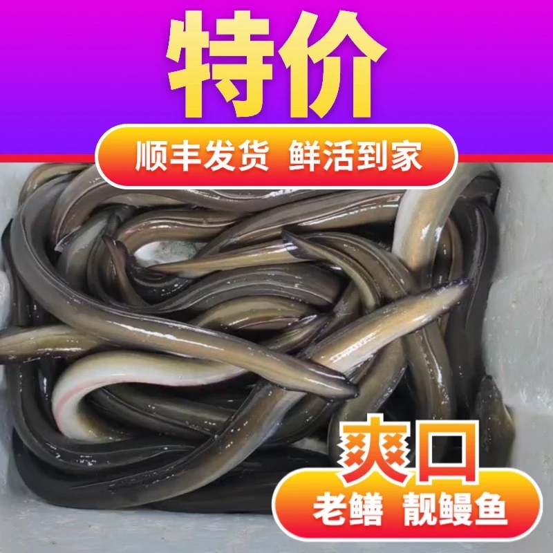 3条7-8两重【拍前请联系】脆口老鳗鱼爽口老鳝 (含运费)食用