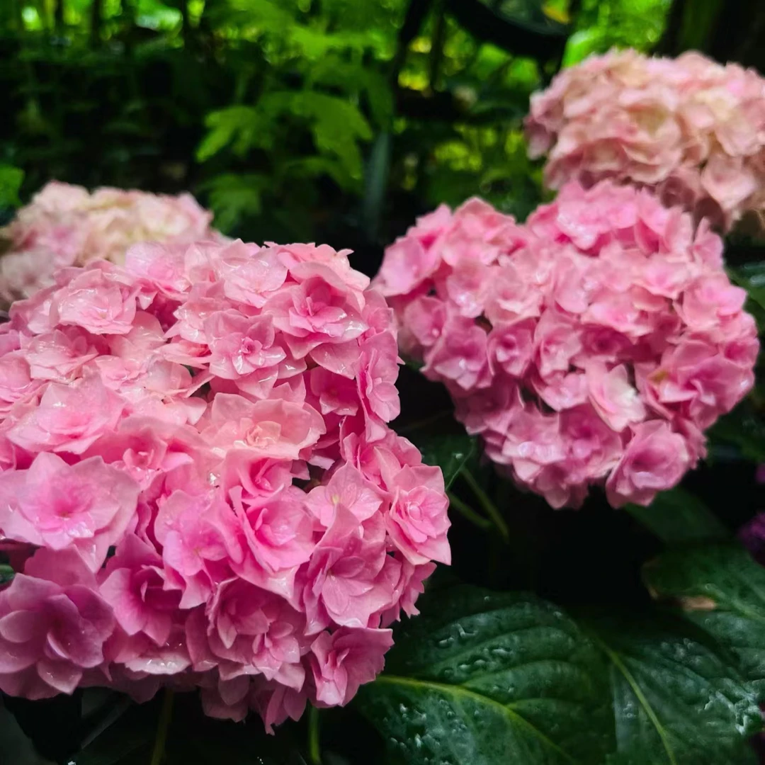 江悦花卉翼绣球花基地直发