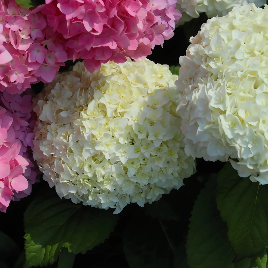 江悦花卉安妮公主绣球花基地直发