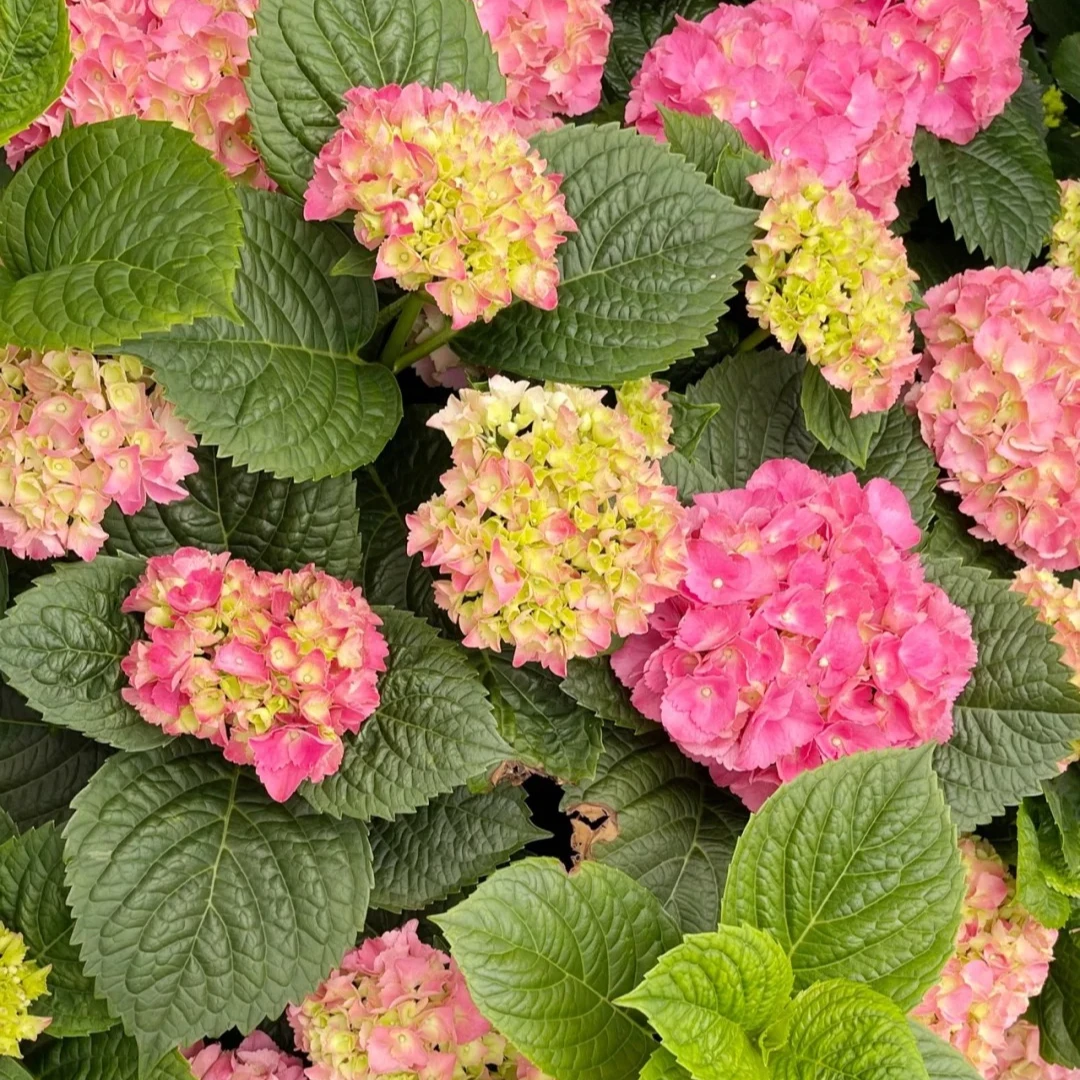 江悦花卉含羞叶绣球花基地直发