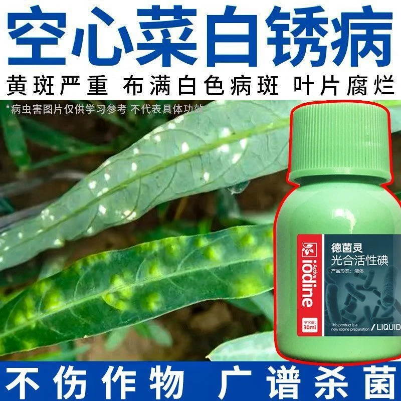 空心菜专用空心菜病全管锈病炭疽病根腐病猝倒病黄叶病增叶面肥