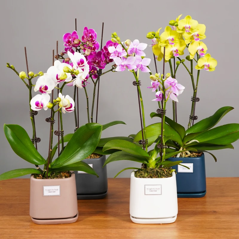 2024新款蝴蝶兰盆栽带花发货四季开花植物室内桌面植物送礼盆栽