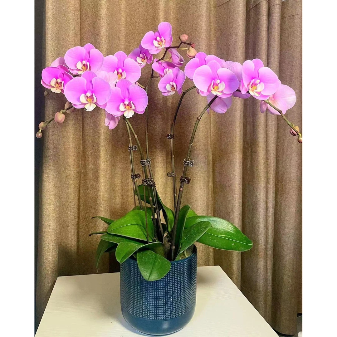 【粉可爱】精品蝴蝶兰 粉色 春季夏秋 客厅卧室办公 带花剑花苞花卉