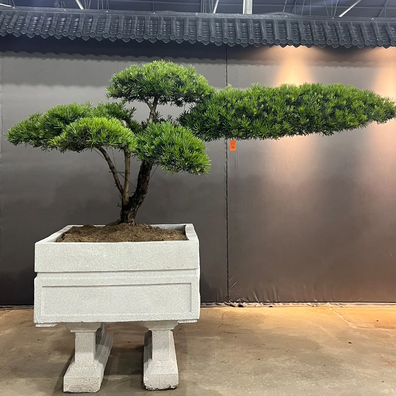【一物一拍】罗汉松造型树室外大型黑松树别墅公园庭院台湾榕迎客松