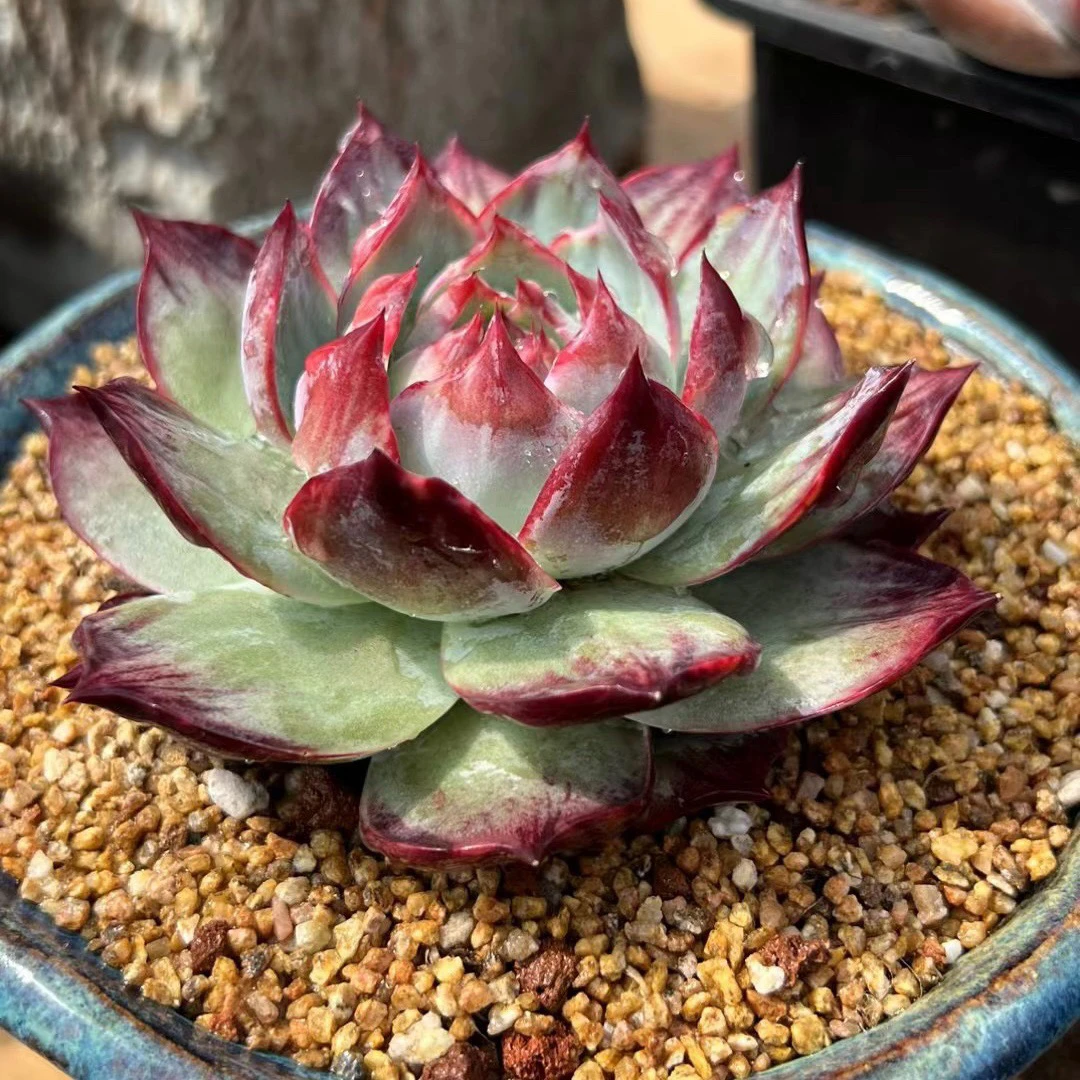 初诺花房 正版惊鸿仙子多肉植物 我本无意惹惊鸿一奈何惊鸿入我心