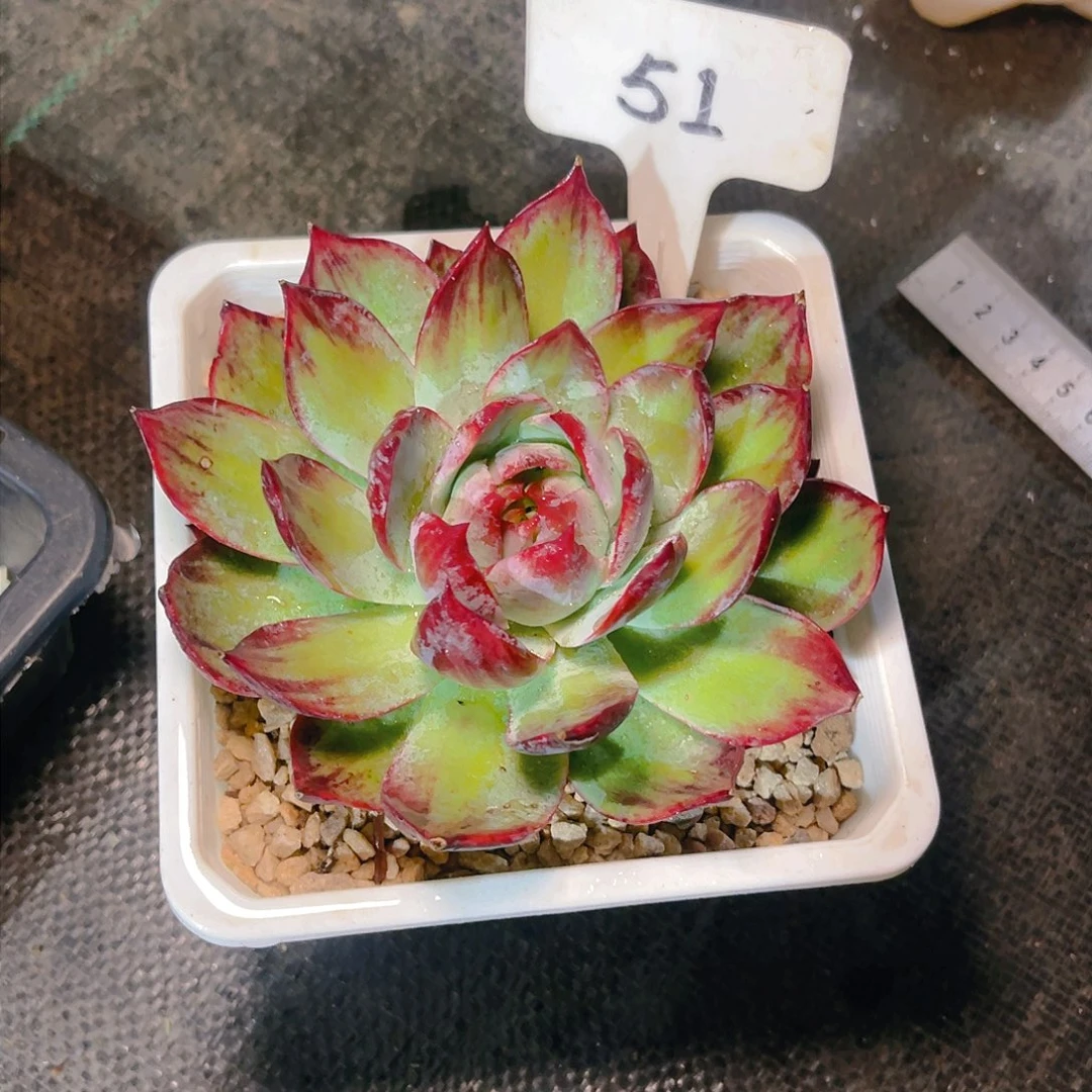 51号惊鸿仙子一物一拍12cum
