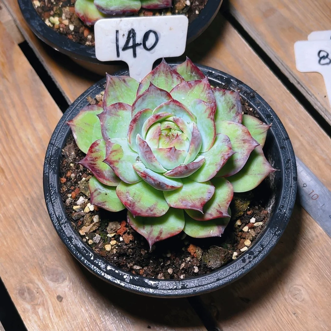 豆*.140号惊鸿仙子一物一拍12cm