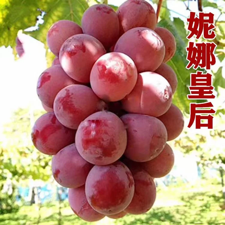 胶东妮娜皇后葡萄现摘现发