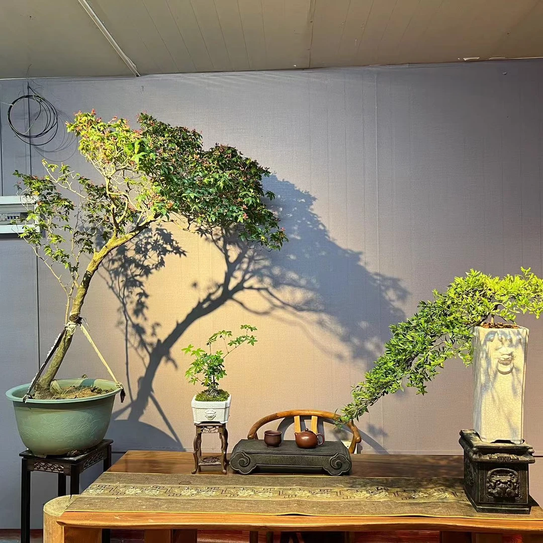 一物一拍(备用链接)盆艺美观盆景链接 以直播间展示为准