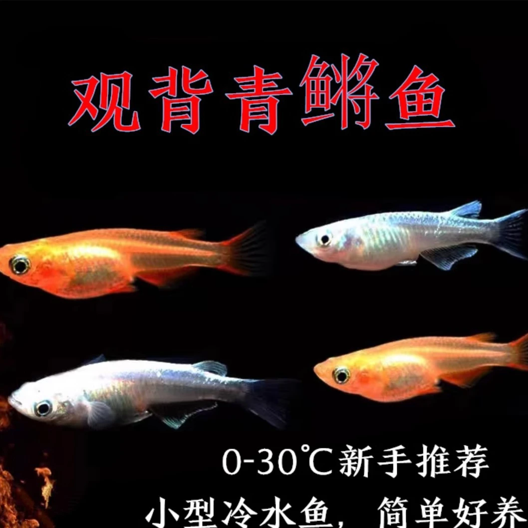 观背青鳉鱼卵小型冷水观赏鱼新手好养耐活混色无需打氧彩色小鱼苗