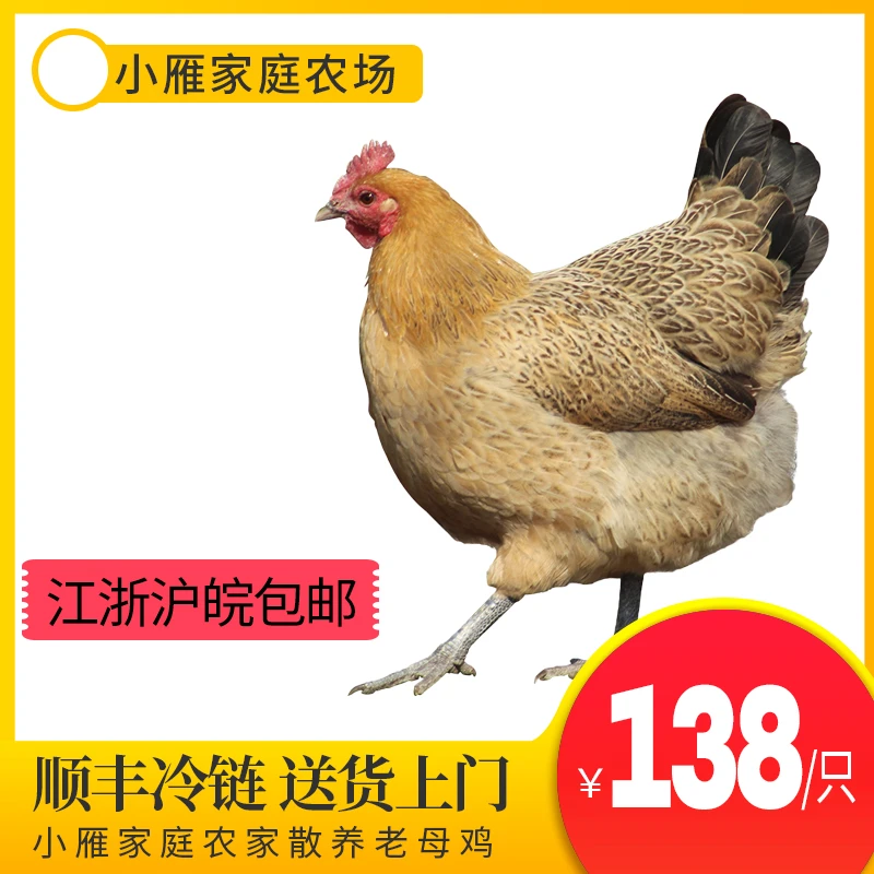 【小雁家庭农场】散养土鸡单只1.25kg左右现杀新鲜整只笨鸡走地鸡