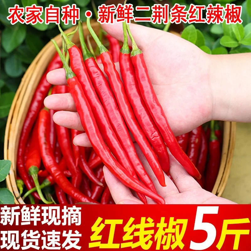（小雨夫妇）贵州高山红辣椒/1斤装 其他蔬菜