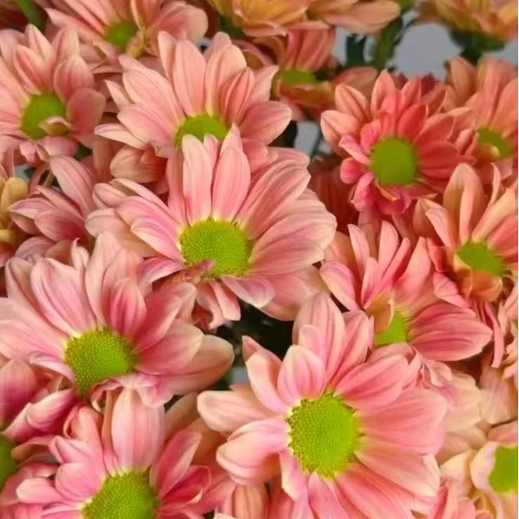 三文鱼菊花盆栽多年生易爆花发货快新手易养护喜阳植物