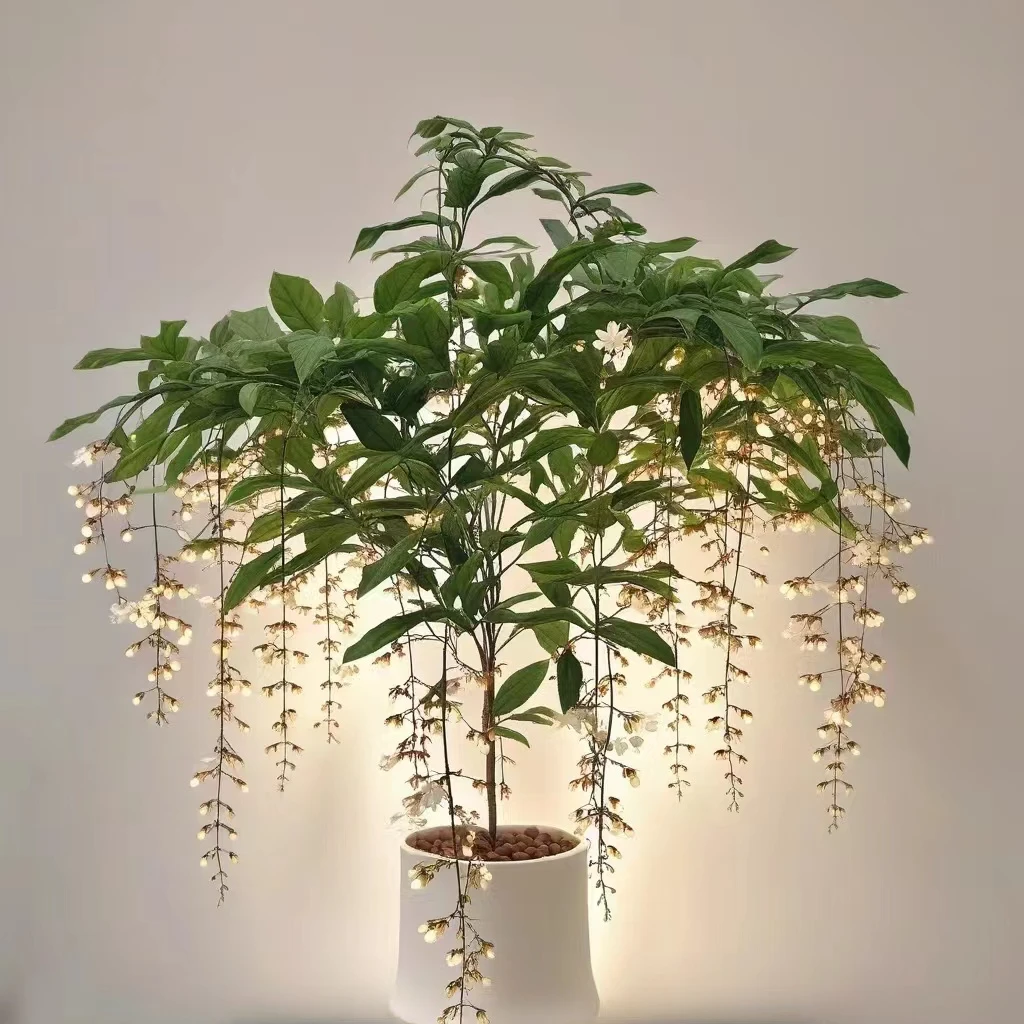 垂丝茉莉1.5加仑盆栽生花丝状态发货庭院阳台新手易养护爆花强