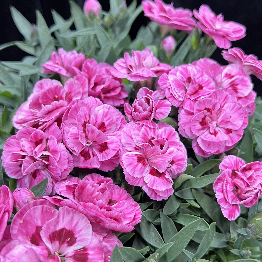 乌梅子酱 康乃馨盆栽花卉阳台新手易养护带花苞发货