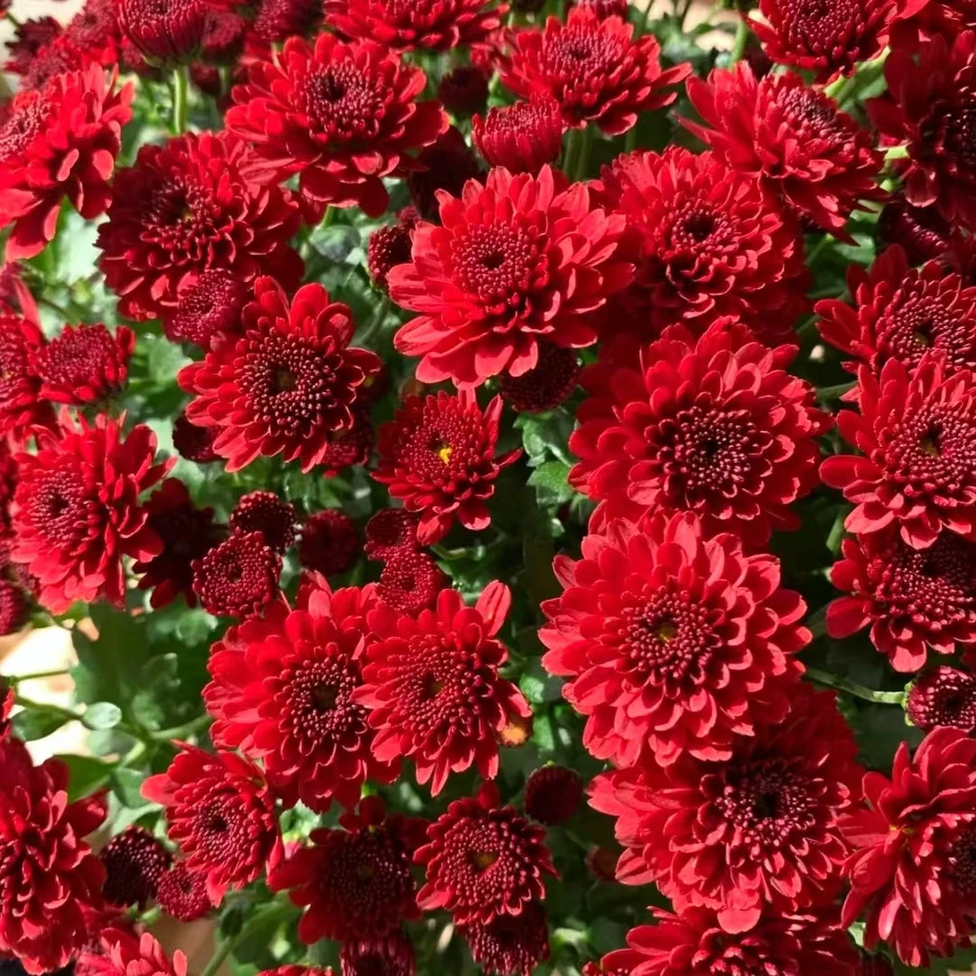 绚秋红棕球菊盆栽 花阳台庭院新手易养护