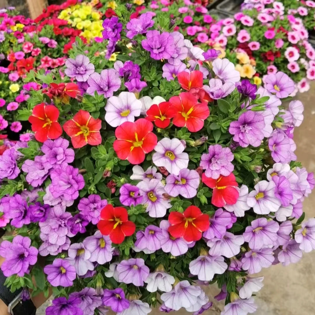 百万小玲  加仑盆舞春花盆栽庭院阳台新手易养护爆花强