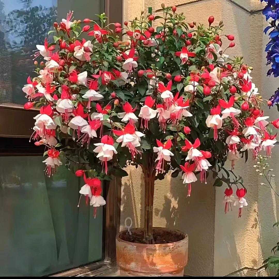 粉色倒挂金钟棒棒糖 庭院阳台爆花强花卉新手易养护生花苞发货