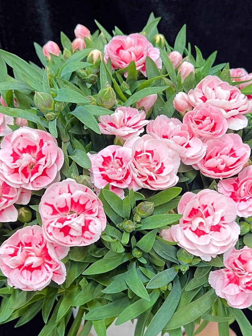 奶油桃子 康乃馨盆栽花卉阳台新手易养护带花苞发货