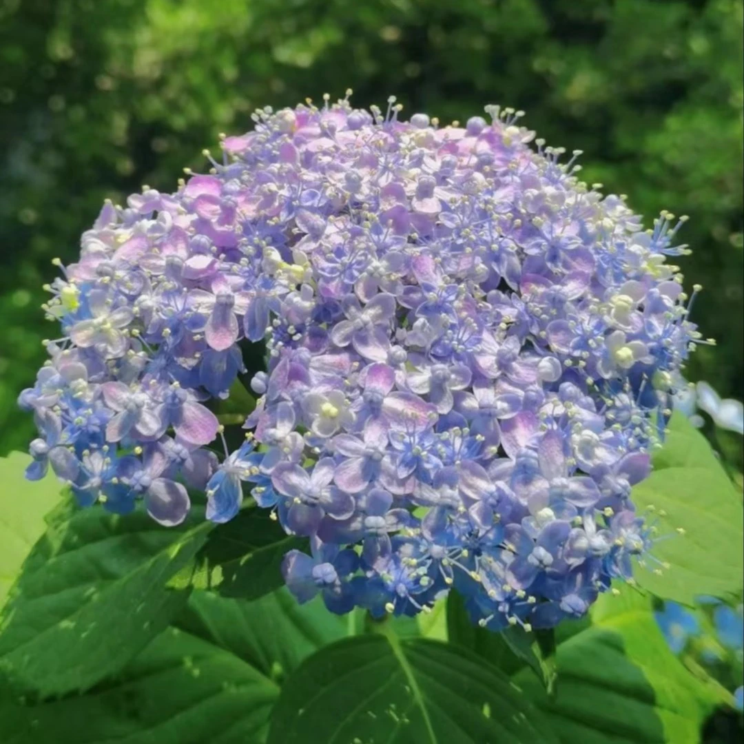 有松 绣球花盆栽庭院阳台新手易养护喜水植物
