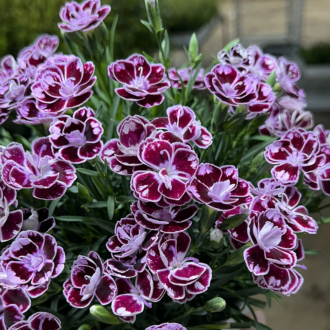 超美康乃馨 盆栽花卉阳台新手易养护带花苞发货