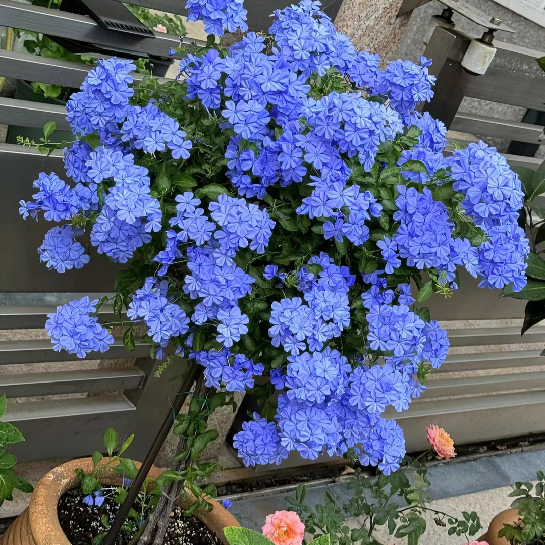 蓝雪花棒棒糖 盆栽庭院阳台爆花强花卉新手易养护生花苞发货