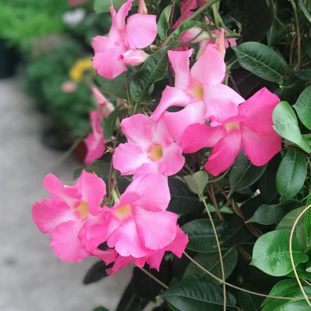 粉色飘香藤盆栽花阳台庭院新手易养护