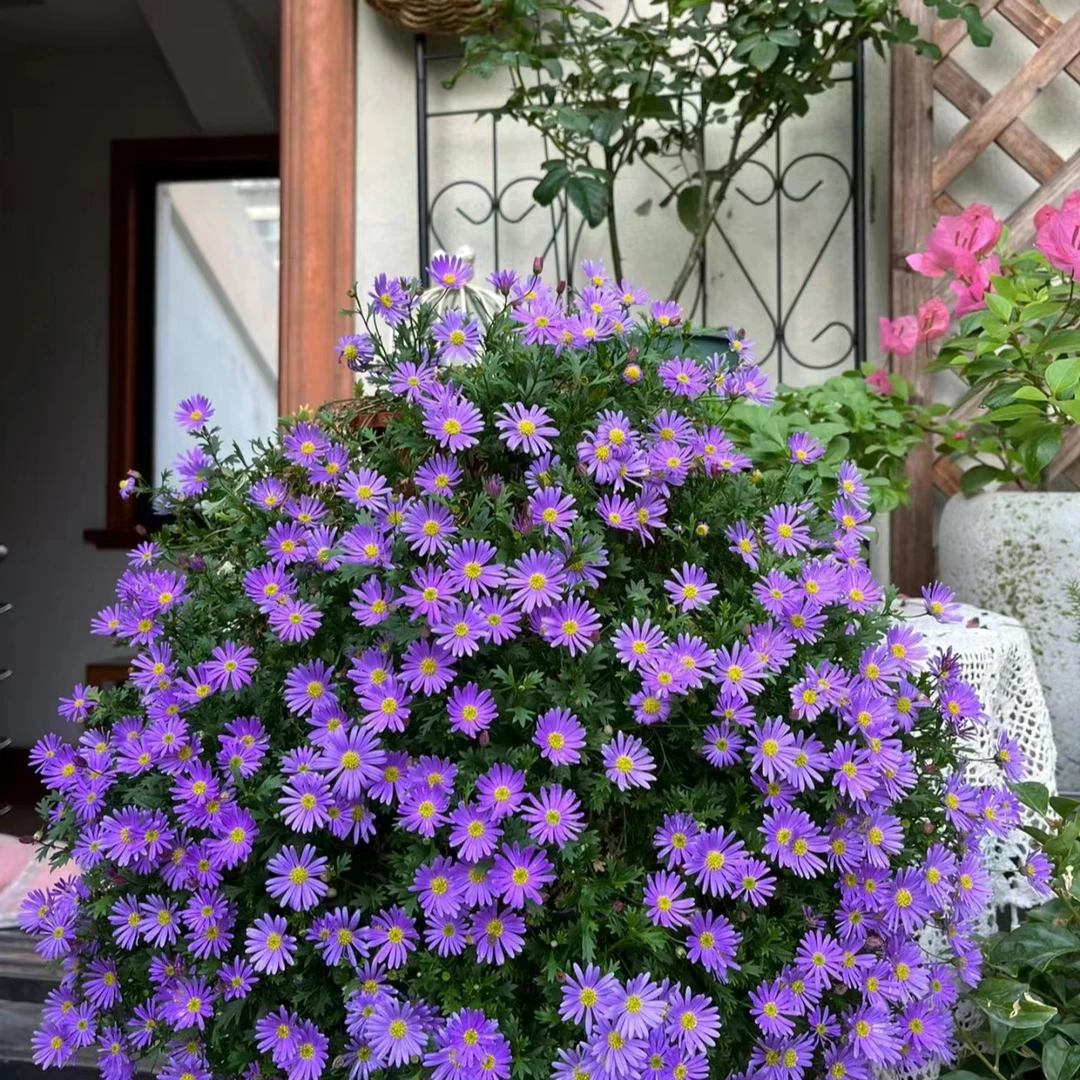 姬小菊盆栽庭院阳台爆花性新手易养护喜水喜阳下单发货快