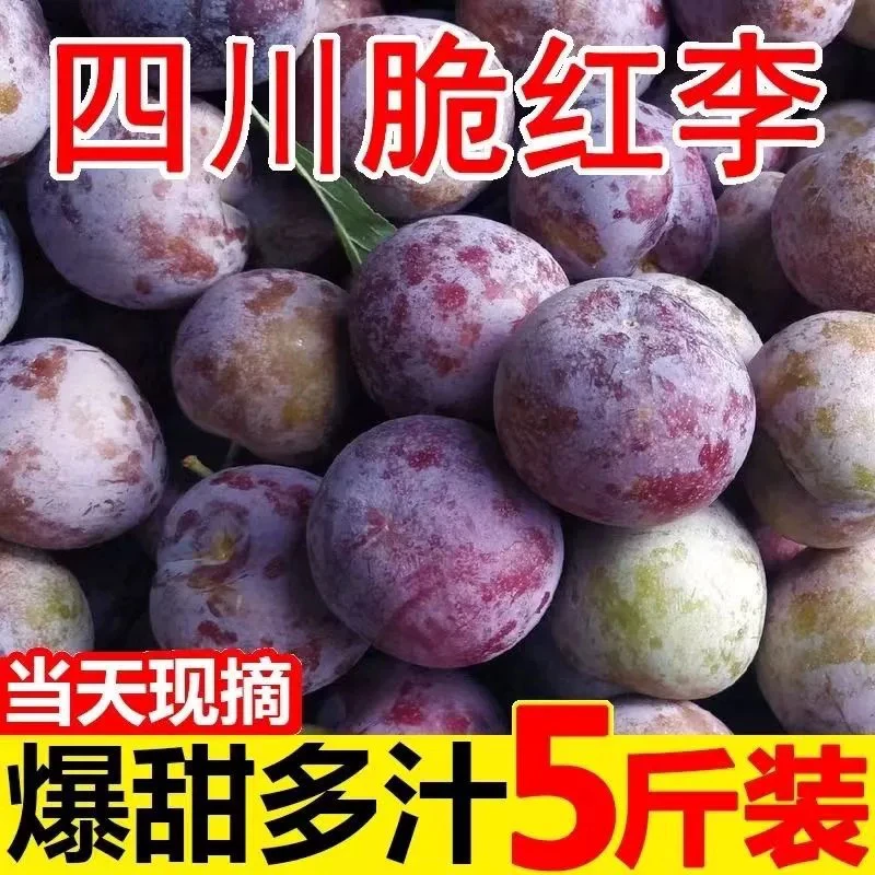 【现货】四川小脆红李子茵红李空心脱骨李土半边红新鲜水果当季