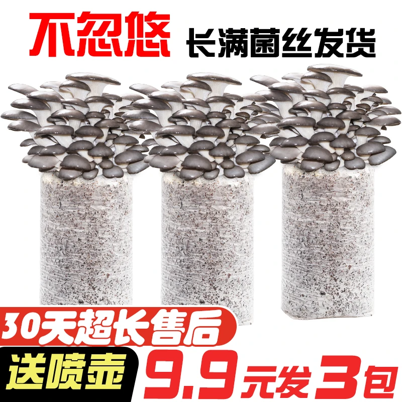 发三包蘑菇菌包种植包家种室内菌菇包食用菌菌棒喷水就长简单多肉