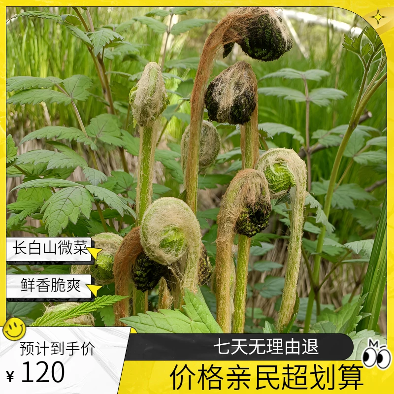 深山出口品质长白山薇菜，美味健康之选