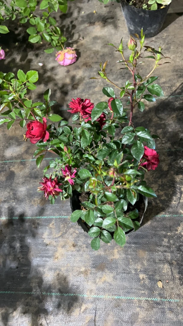 绝色果汁灌木阳台月季