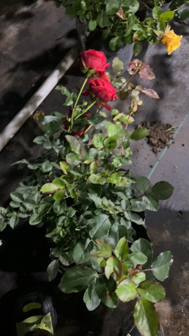 红苹果月季阳台灌木