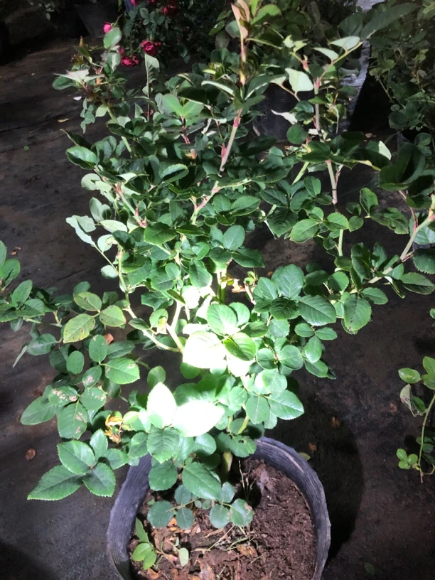 索菲月季一个精品