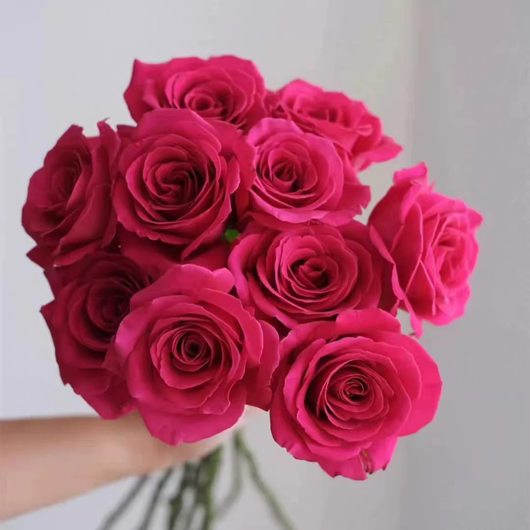 弗洛伊德精品月季